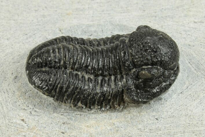 Bargain, 3D Gerastos Trilobite Fossils (Grade B) - Photo 1
